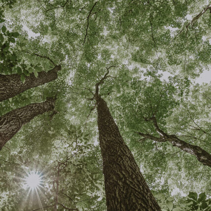 Twenty-five acres of maple trees located on grounds at Millcroft Inn & Spa in Caldon
