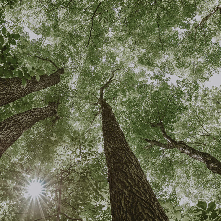 Twenty-five acres of maple trees located on grounds at Millcroft Inn & Spa in Caldon