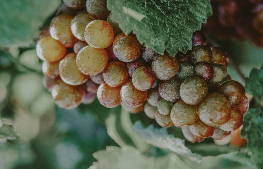 Explore local wine vineyards in Niagara-on-the-Lake